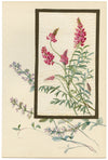 Sainfoin Flower – Early 20th-century watercolour painting on linen gauze