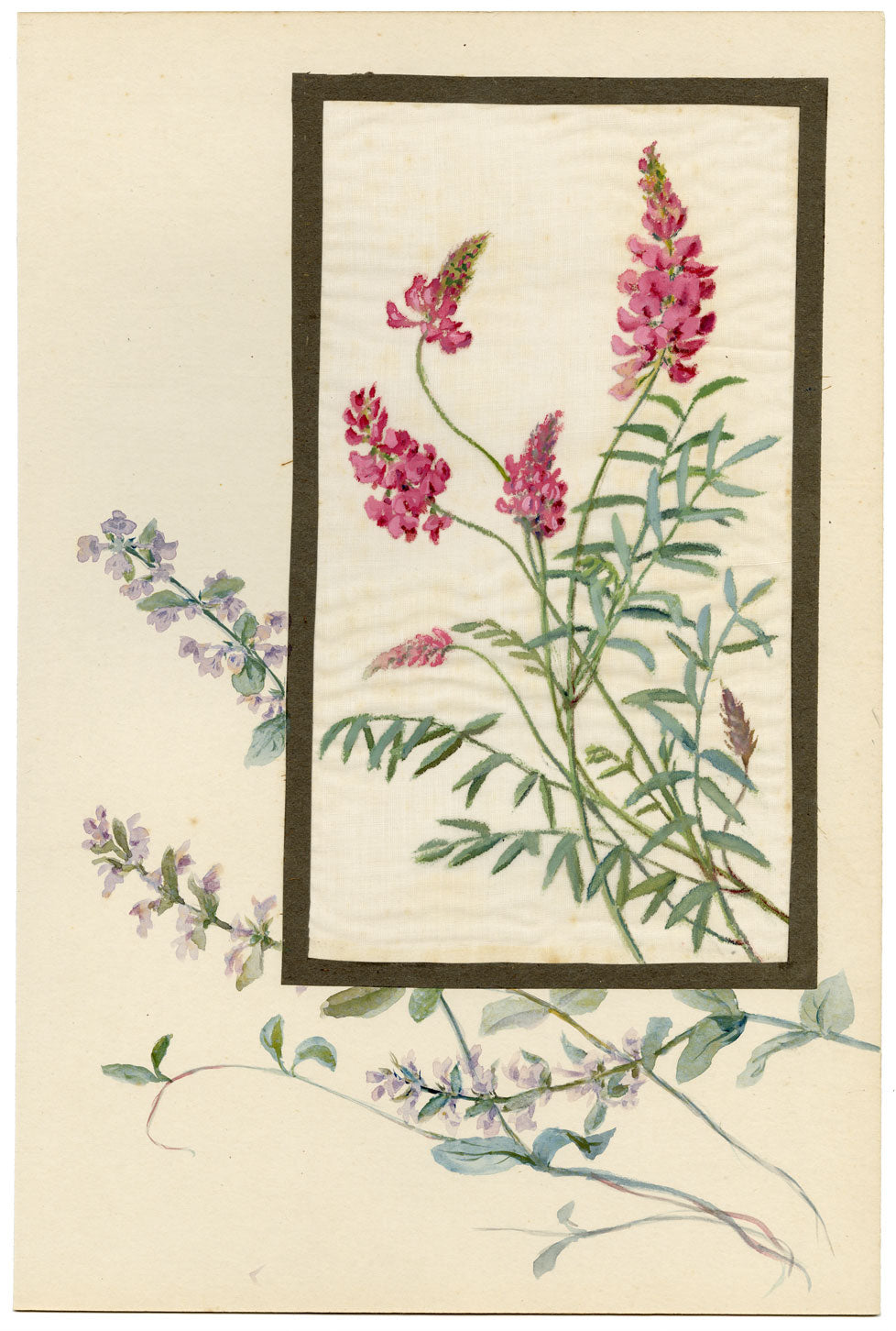 Sainfoin Flower – Early 20th-century watercolour painting on linen gauze