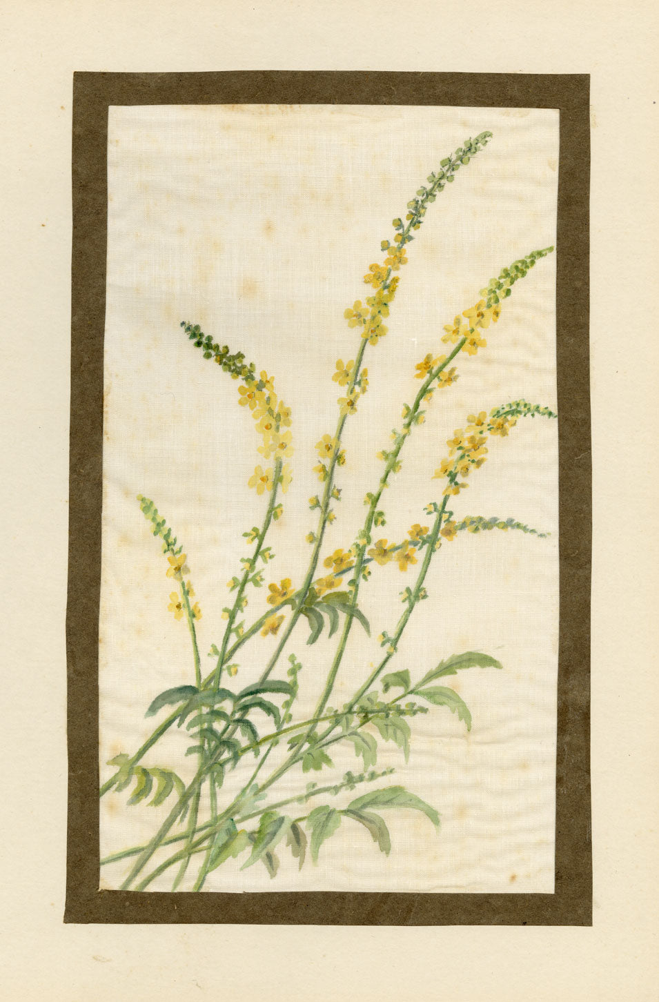Common Agrimony Flower – Early 20th-century watercolour painting on linen gauze