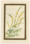 Common Agrimony Flower – Early 20th-century watercolour painting on linen gauze