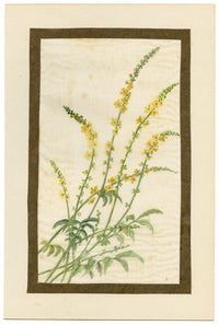 Common Agrimony Flower – Early 20th-century watercolour painting on linen gauze