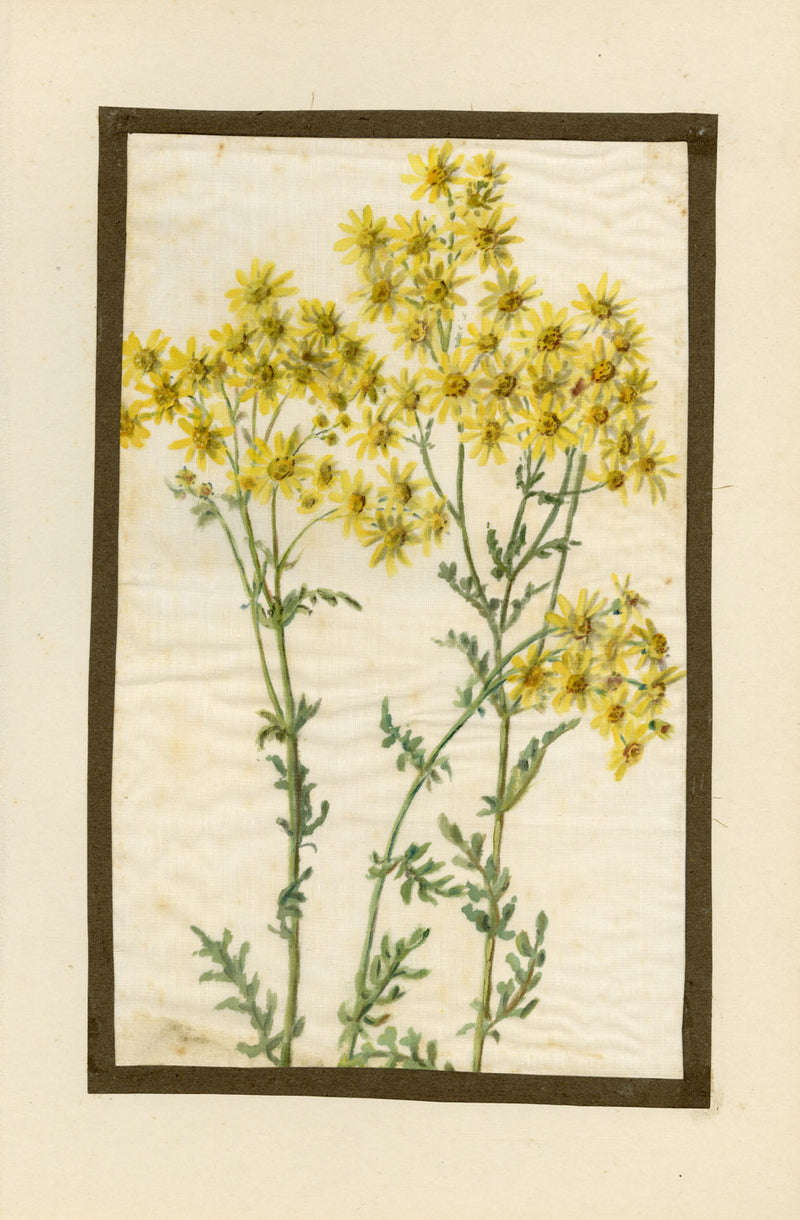 Common Ragwort Flower – Early 20th-century watercolour painting on linen gauze