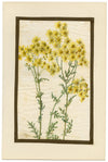 Common Ragwort Flower – Early 20th-century watercolour painting on linen gauze
