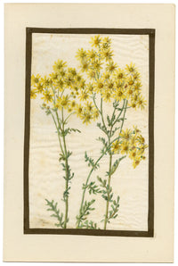 Common Ragwort Flower – Early 20th-century watercolour painting on linen gauze