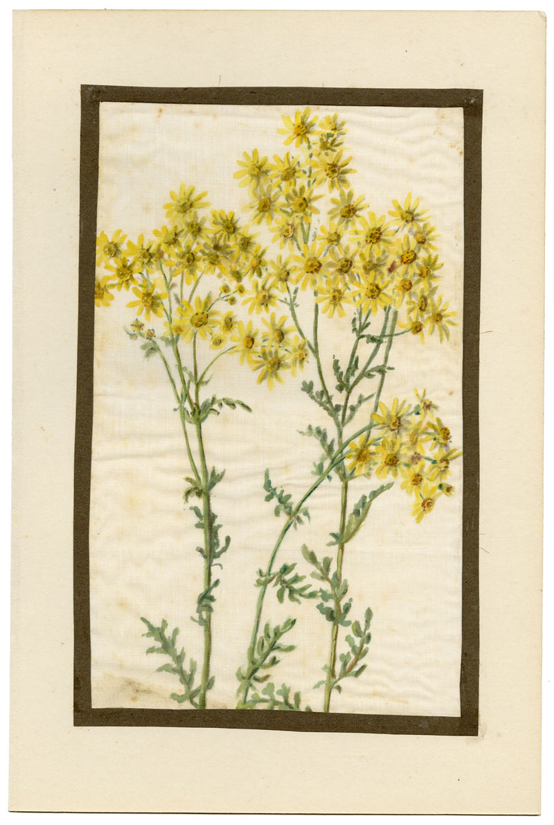 Common Ragwort Flower – Early 20th-century watercolour painting on linen gauze