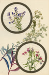 Milkwort & Marsh Pea Flower – Early 20th-century watercolour on linen gauze