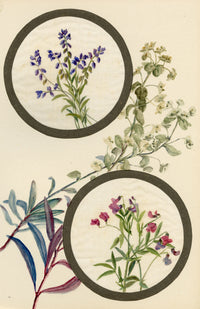 Milkwort & Marsh Pea Flower – Early 20th-century watercolour on linen gauze
