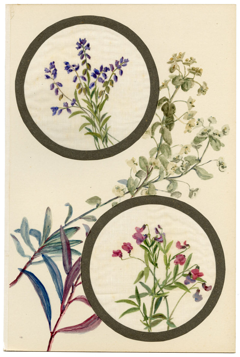 Poligala e fiore di pisello di palude – acquerello di inizio XX secolo su garza di lino
