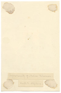 George J. Cayley, Confraternita dei pescatori italiani, Algeri – acquerello del 1874