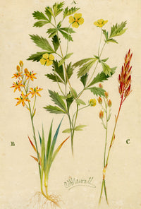 C.F. Newall, Tormentil & Bog Asphodel – Original 1912 watercolour painting