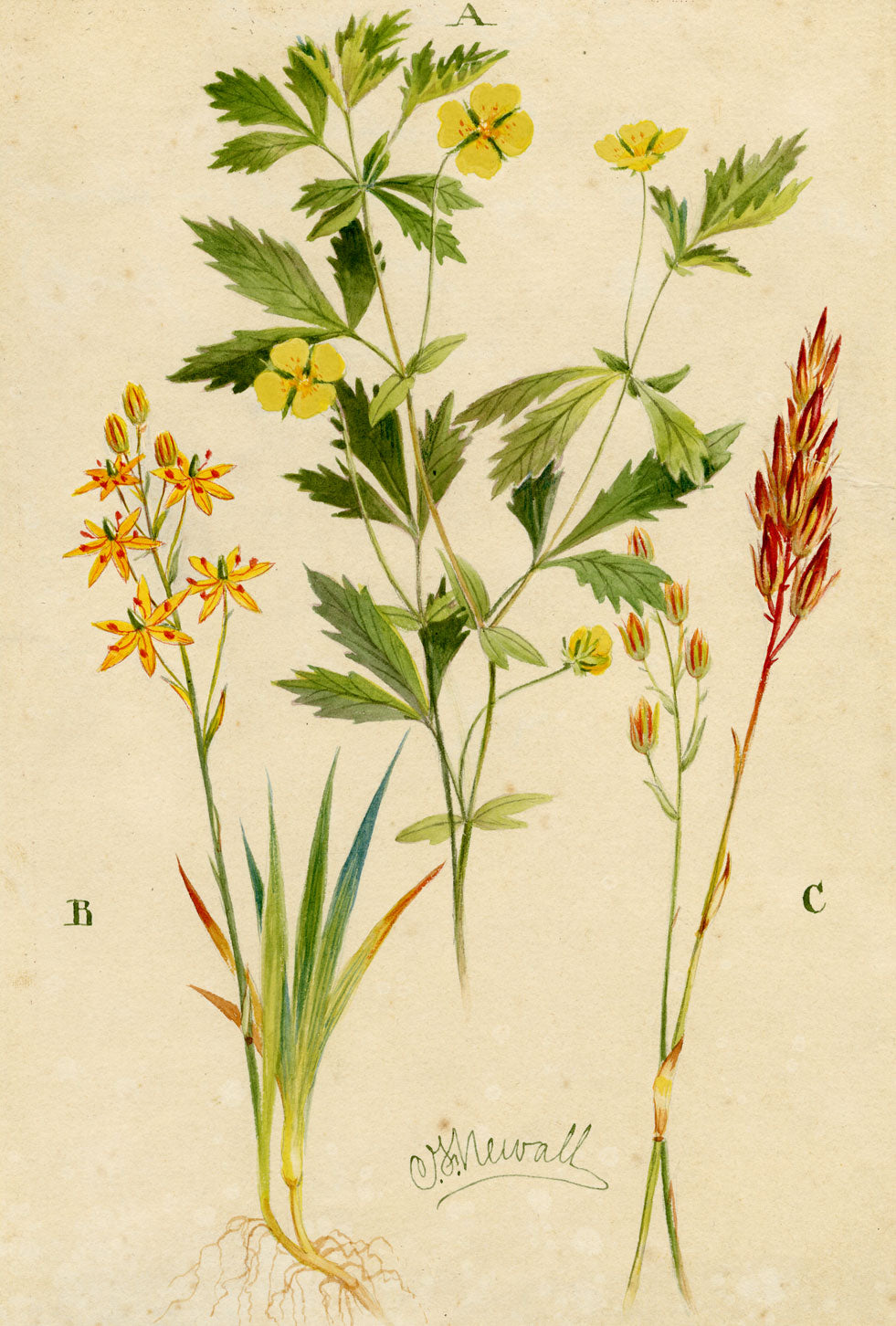 C.F. Newall, Tormentil & Bog Asphodel – Original 1912 watercolour painting