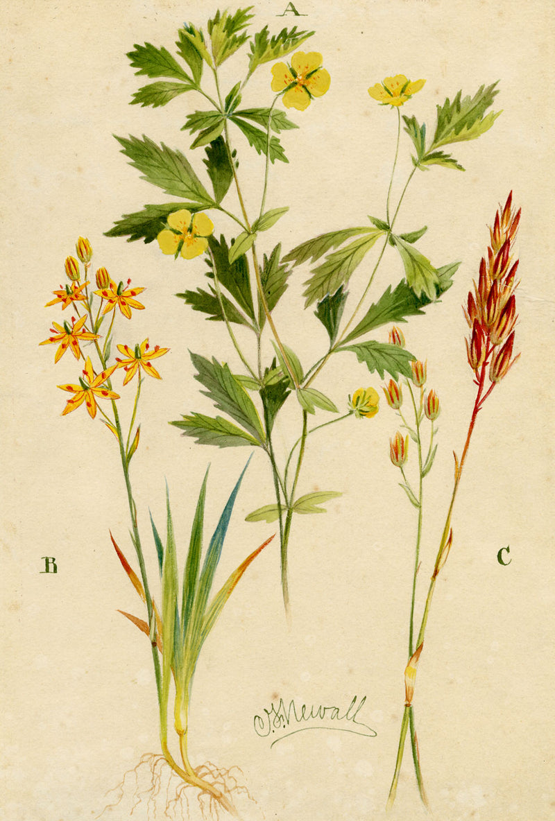 C.F. Newall, Tormentil & Bog Asphodel – Original 1912 watercolour painting