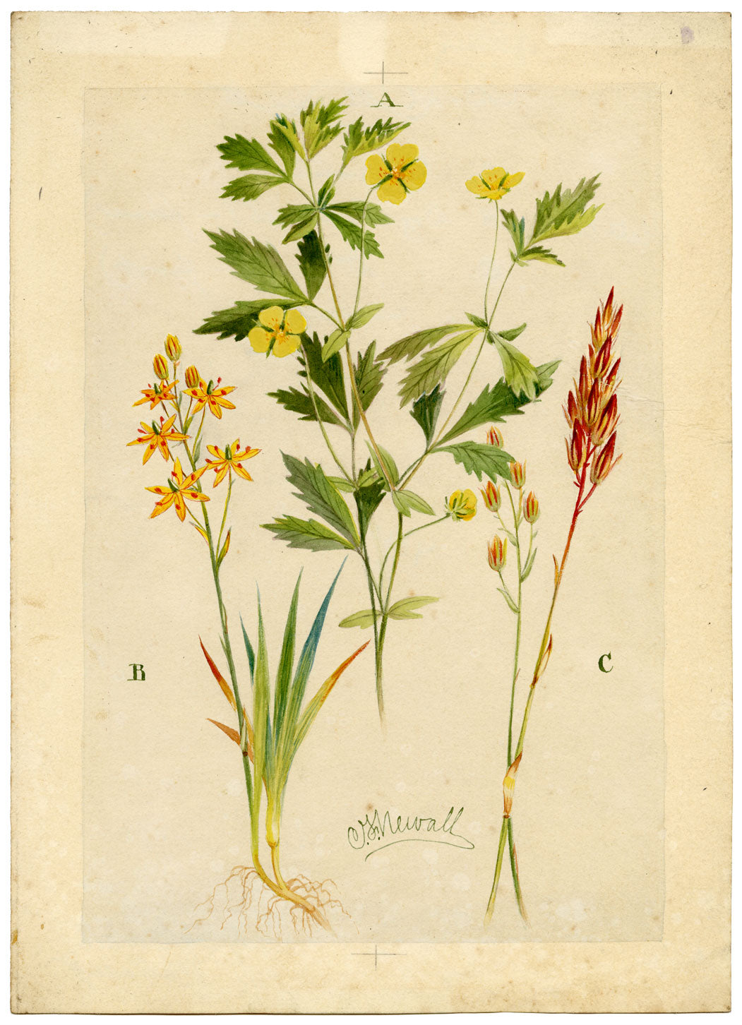 CF Newall, Tormentil &amp; Bog Asphodel – Acquerello originale del 1912