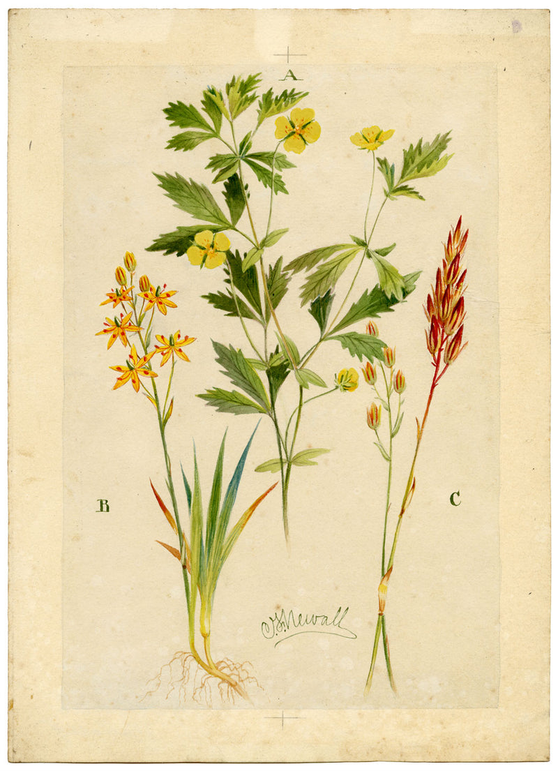 C.F. Newall, Tormentil & Bog Asphodel – Original 1912 watercolour painting