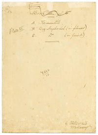 C.F. Newall, Tormentil & Bog Asphodel – Original 1912 watercolour painting