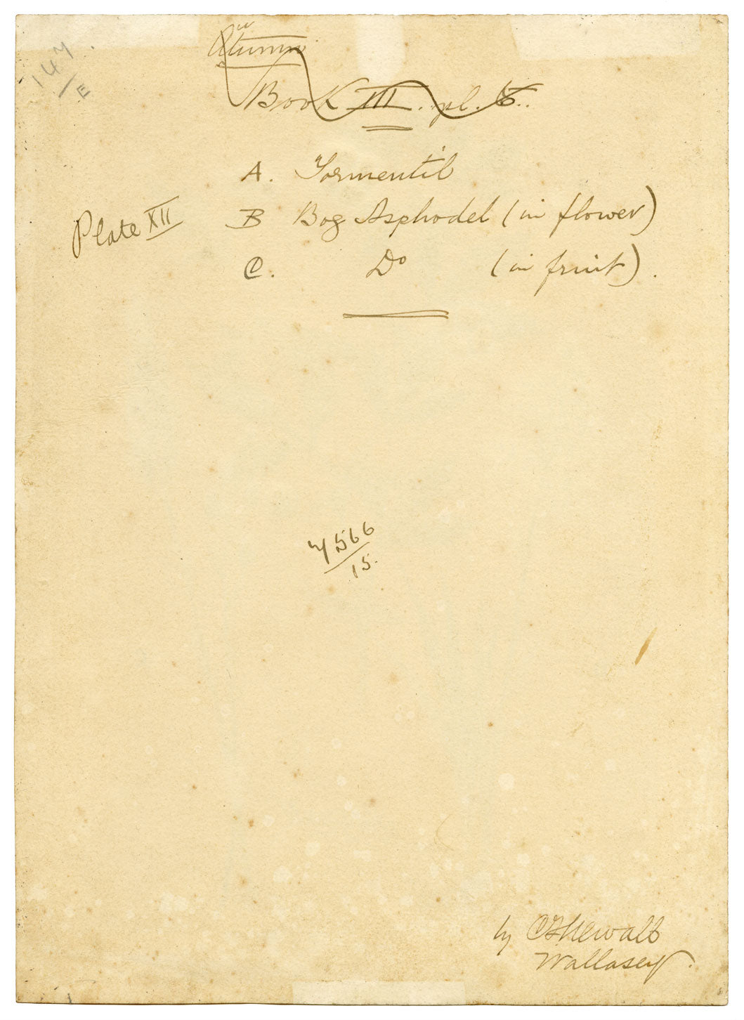 C.F. Newall, Tormentil & Bog Asphodel – Original 1912 watercolour painting