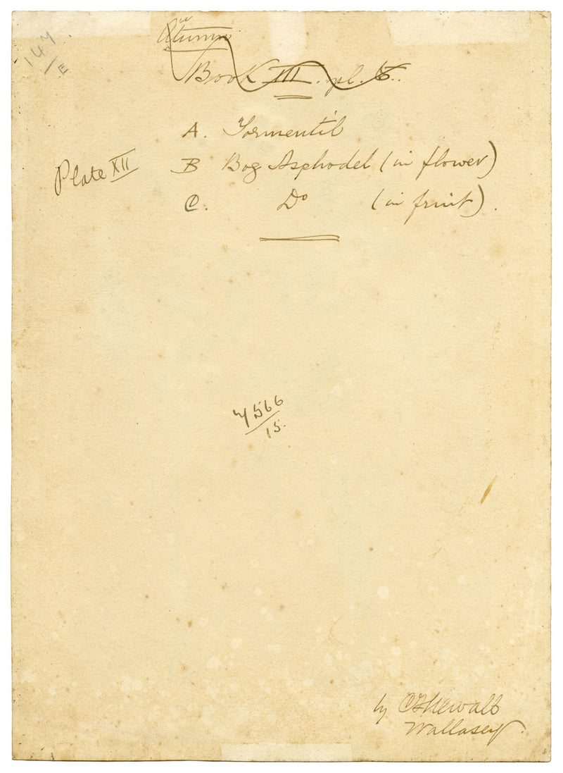 C.F. Newall, Tormentil & Bog Asphodel – Original 1912 watercolour painting