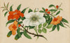 Antique 19th-century Chinese Pith Painting – Orange Pomegranate & White Camellia