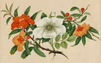 Antique 19th-century Chinese Pith Painting – Orange Pomegranate & White Camellia