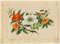 Dipinto antico cinese del XIX secolo – Melograno arancione e camelia bianca