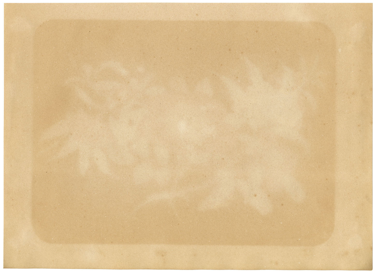 Dipinto antico cinese del XIX secolo – Melograno arancione e camelia bianca