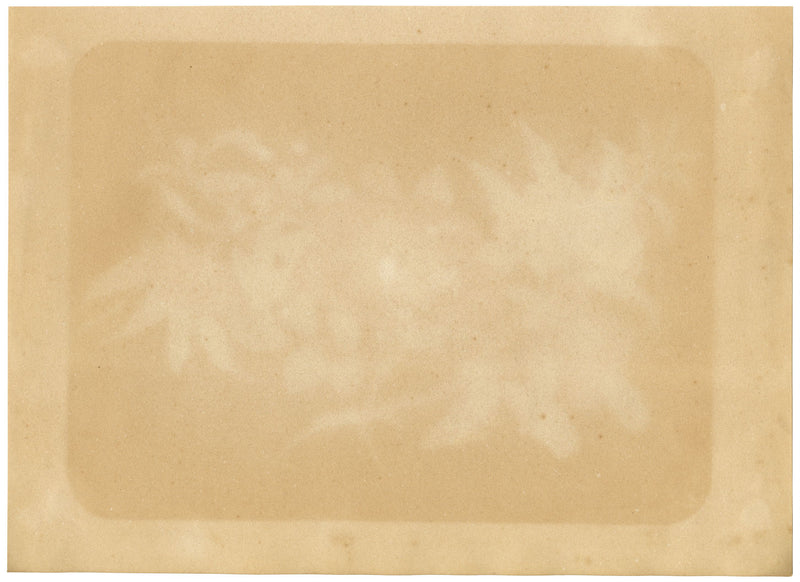 Dipinto antico cinese del XIX secolo – Melograno arancione e camelia bianca