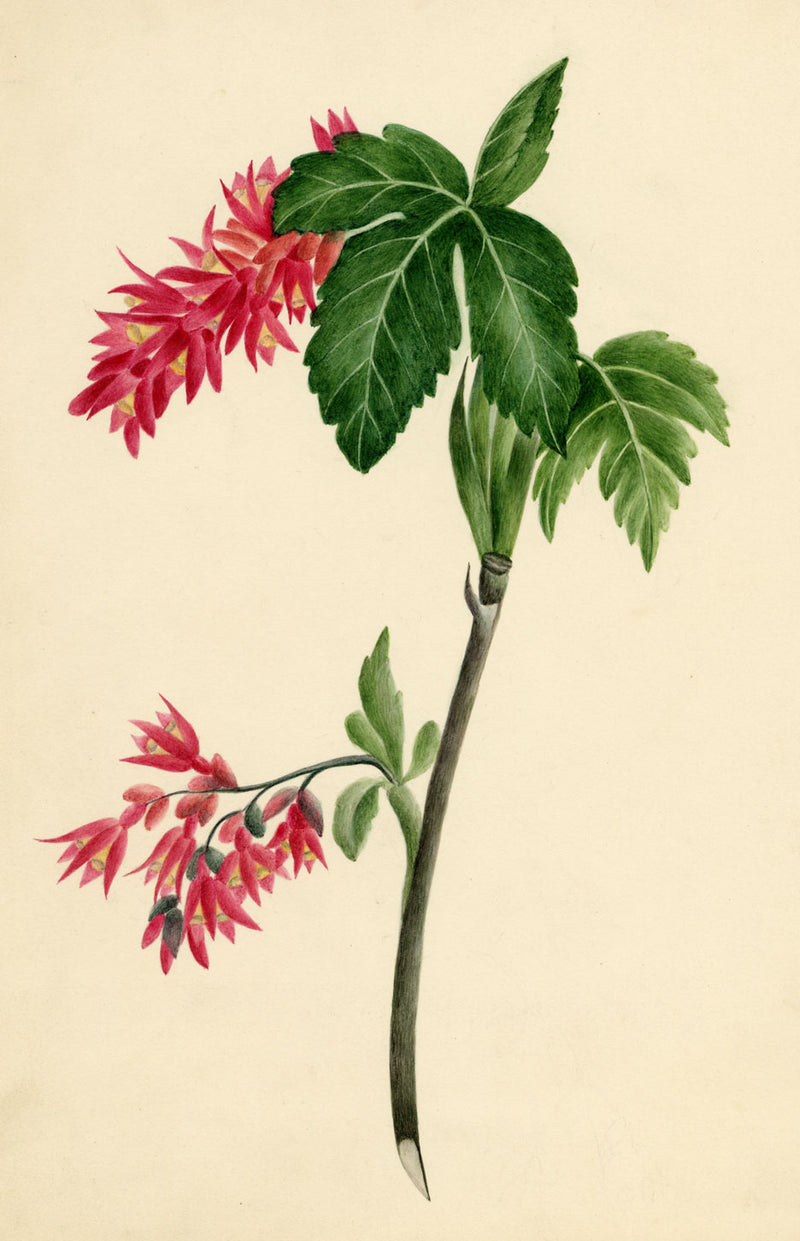 Quassia Amara Flower – Original 1830s watercolour painting