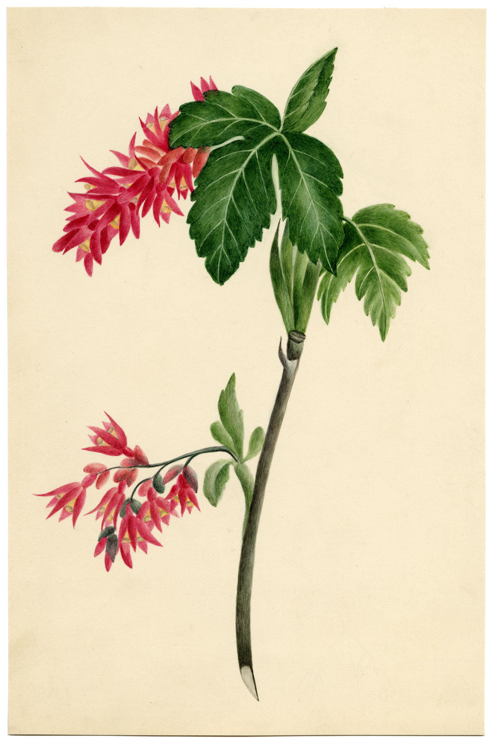 Quassia Amara Flower – Original 1830s watercolour painting