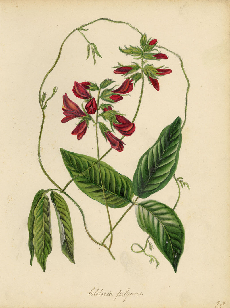 Joseph Paxton Clitoria Fulgens Flower – mid-19th-century watercolour painting