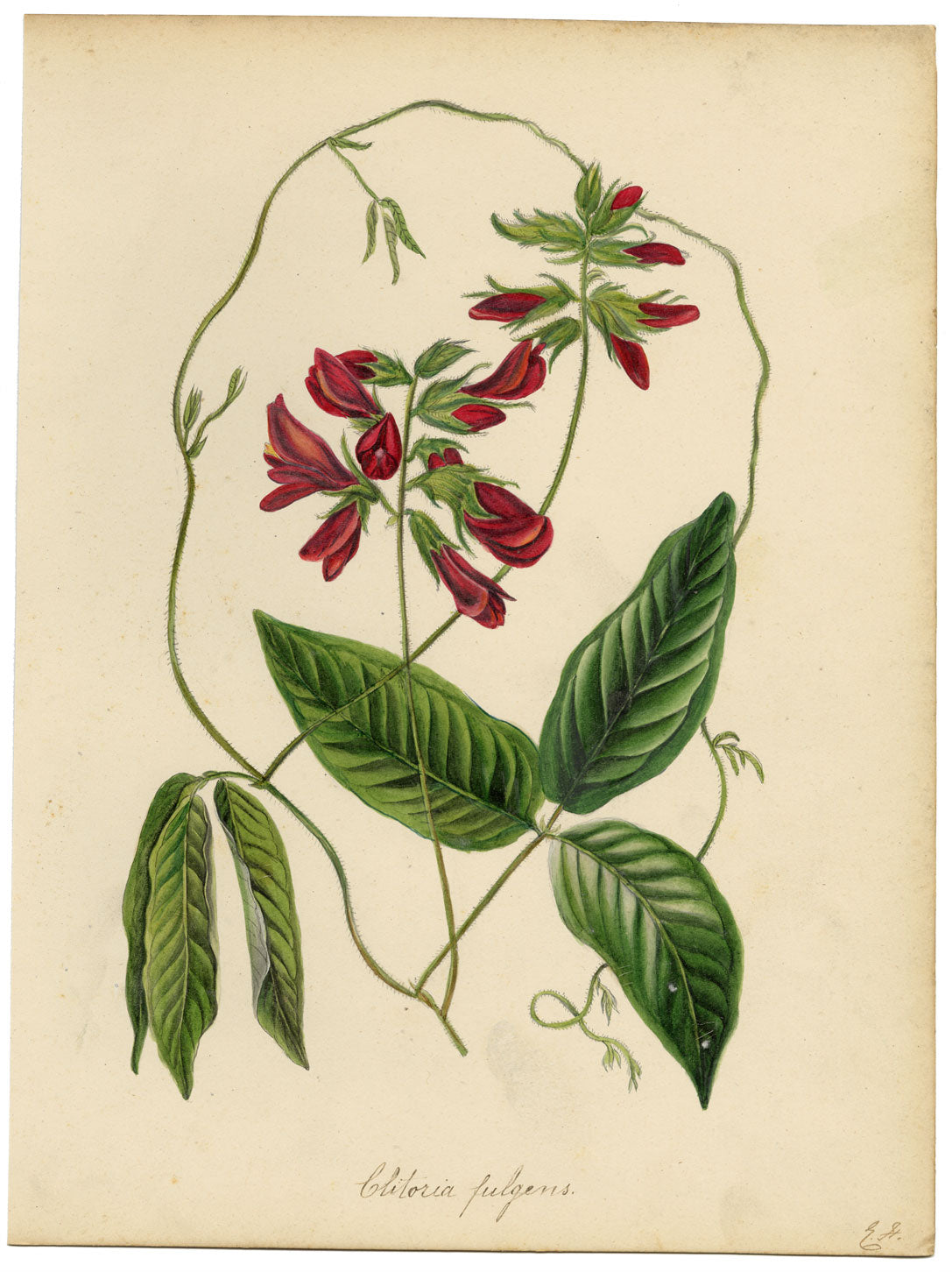 Joseph Paxton Clitoria Fulgens Flower – acquerello della metà del XIX secolo