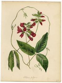 Joseph Paxton Clitoria Fulgens Flower – acquerello della metà del XIX secolo