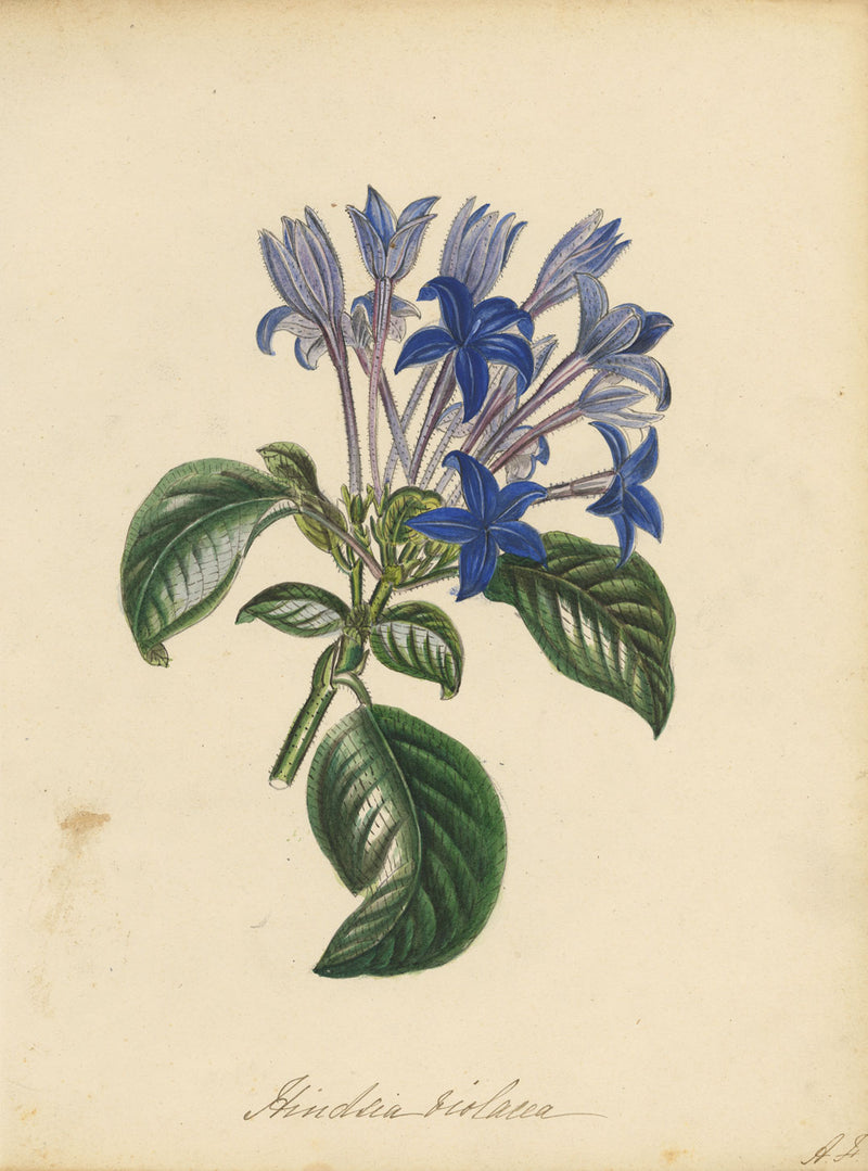 Louis van Houtte Hindsia Violacea Flower – mid-19th-century watercolour painting