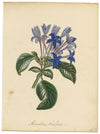 Louis van Houtte Hindsia Violacea Flower – mid-19th-century watercolour painting