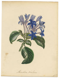 Louis van Houtte Hindsia Violacea Flower – mid-19th-century watercolour painting