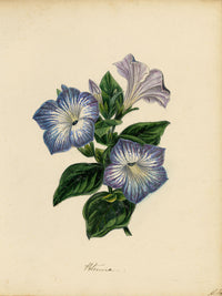 Joseph Paxton Petunia Punctata Flower – mid-19th-century watercolour painting