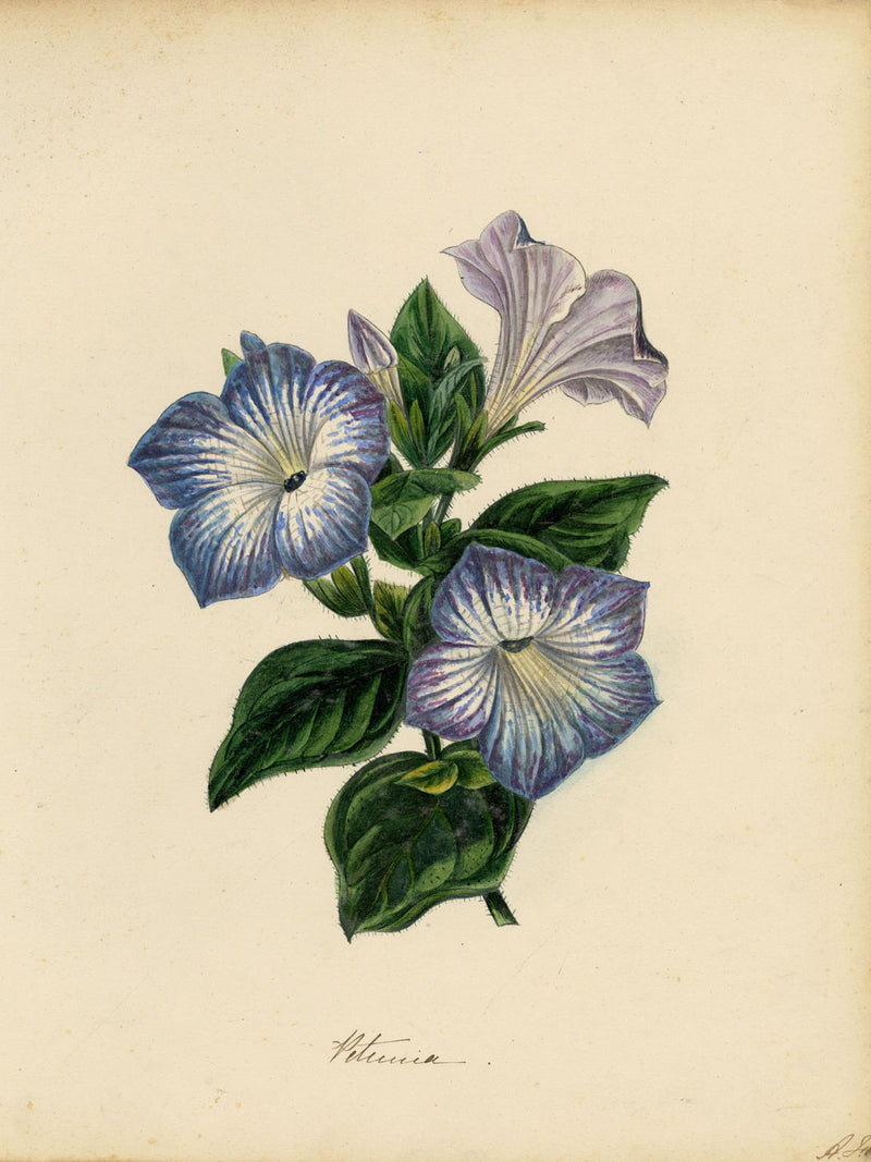 Joseph Paxton Petunia Punctata Flower – mid-19th-century watercolour painting