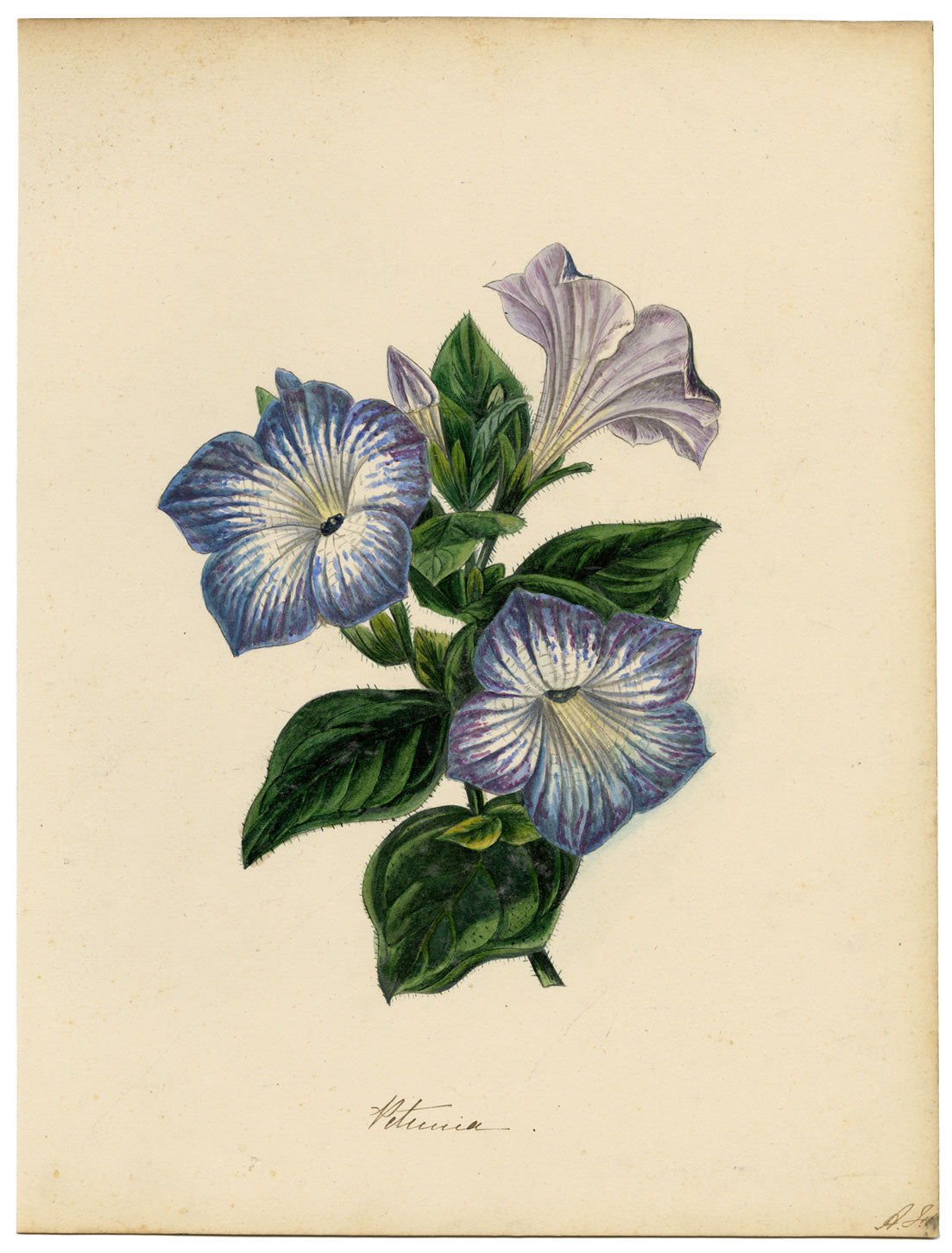 Joseph Paxton Petunia Punctata Flower – acquerello della metà del XIX secolo