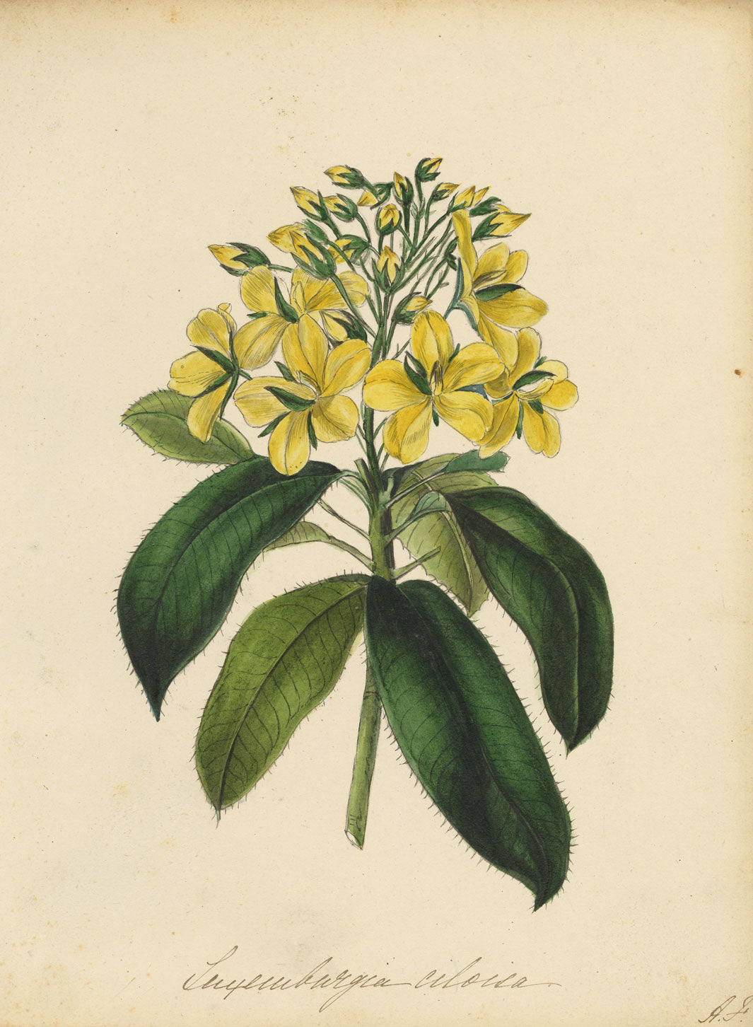 Joseph Paxton Luxemburgia Ciliosa Flower – mid-19th-century watercolour painting