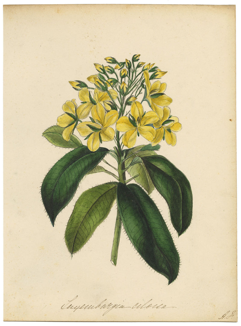 Joseph Paxton Luxemburgia Ciliosa Flower – acquerello della metà del XIX secolo
