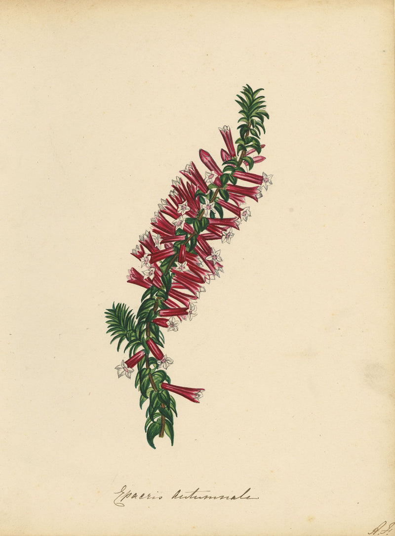 Joseph Paxton Epacris Autumnale Flower – mid-19th-century watercolour painting