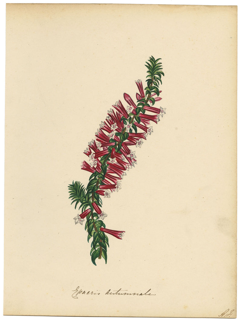 Joseph Paxton Epacris Autumnale Flower – dipinto ad acquerello della metà del XIX secolo