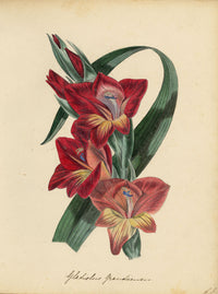Joseph Paxton Gladiolus Gandiensis Flower –mid-19th-century watercolour painting