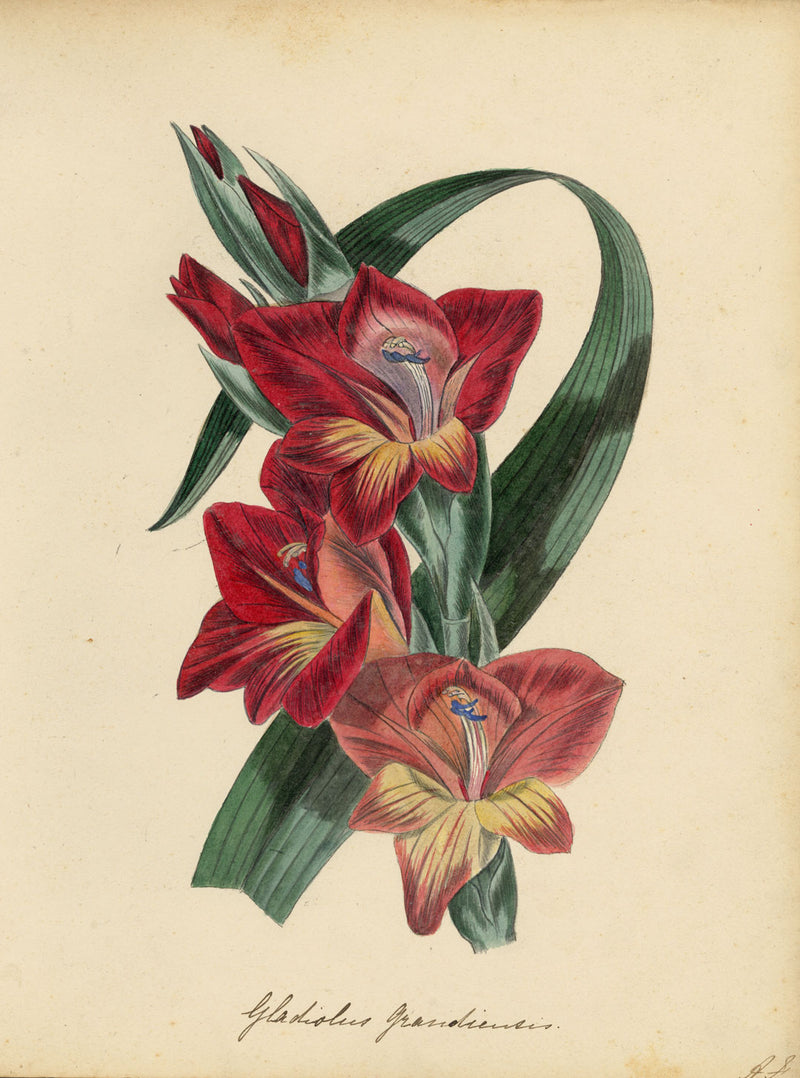 Joseph Paxton Gladiolus Gandiensis Flower –mid-19th-century watercolour painting