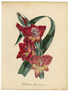 Joseph Paxton Gladiolus Gandiensis Flower – dipinto ad acquerello della metà del XIX secolo
