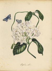 Stephanotis (Jasmine) Flower – mid-19th-century watercolour painting