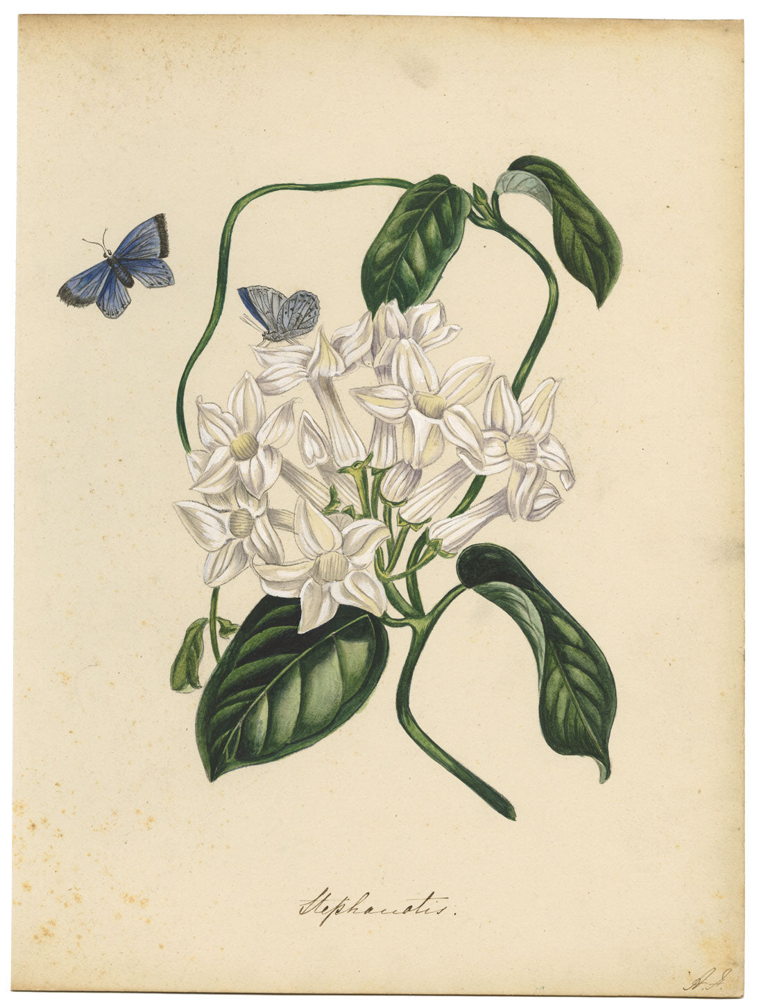 Fiore di Stephanotis (gelsomino) – dipinto ad acquerello della metà del XIX secolo