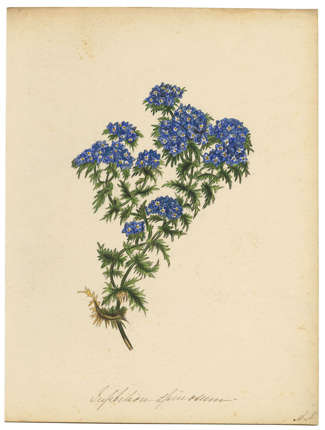 Fiore di Spinosum – Acquerello originale della metà del XIX secolo