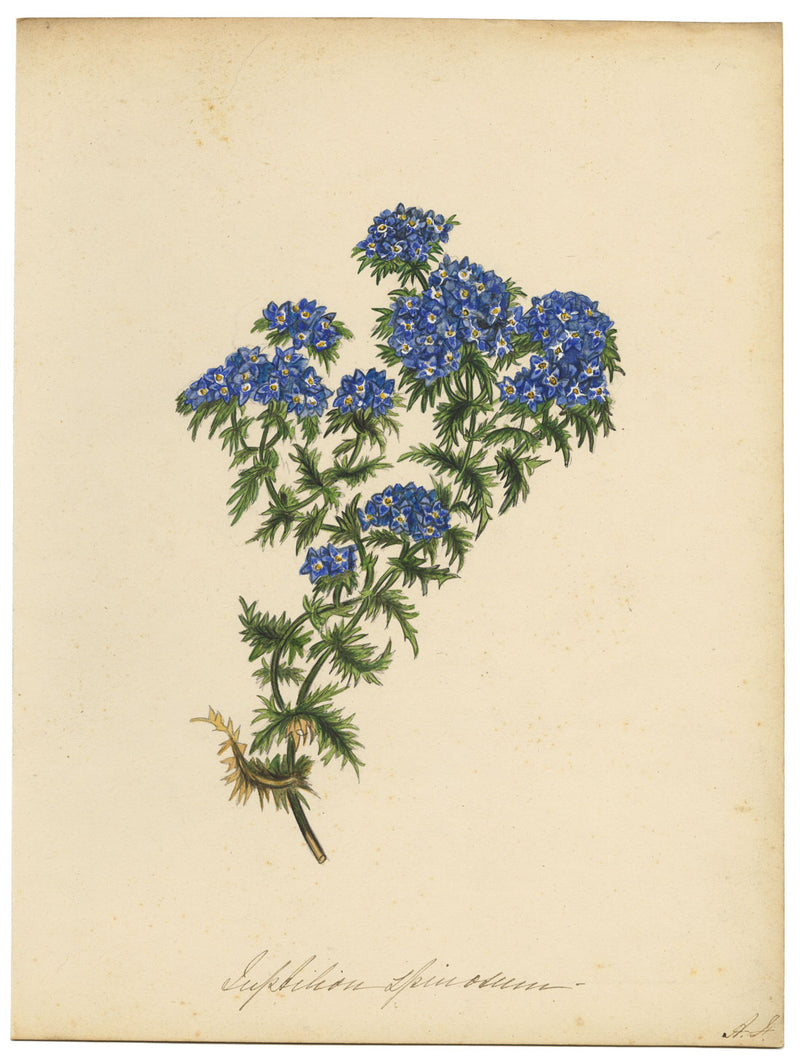 Fiore di Spinosum – Acquerello originale della metà del XIX secolo