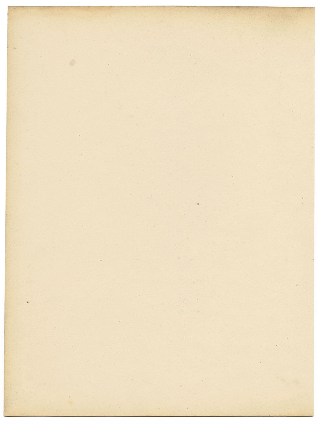 Fiore di Spinosum – Acquerello originale della metà del XIX secolo