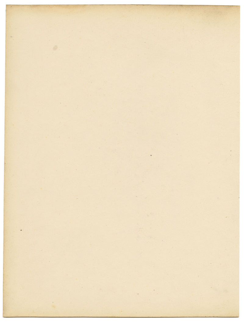 Fiore di Spinosum – Acquerello originale della metà del XIX secolo